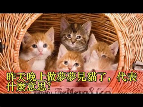 貓代表號碼|各種夢所代表的樂透數字（動物篇）